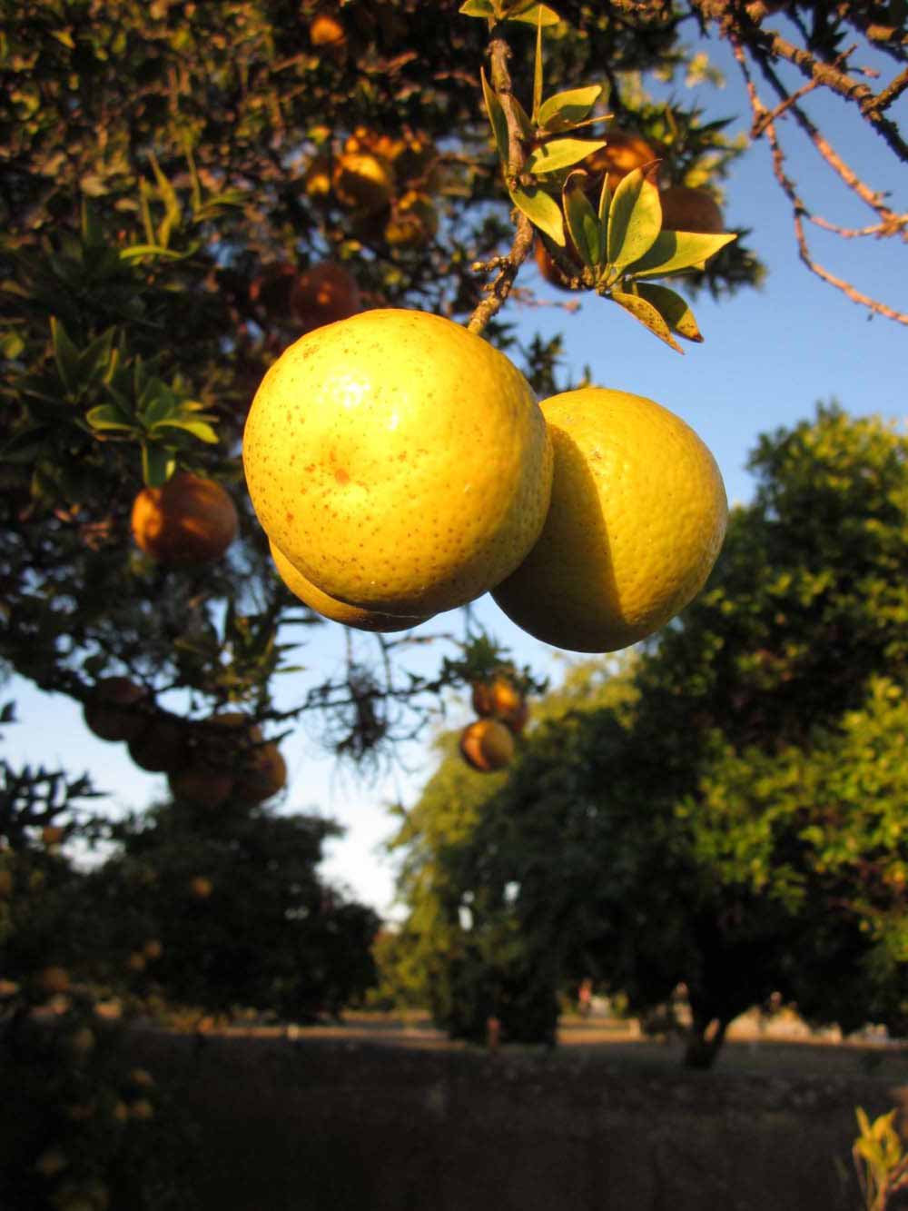              Fruit (Winter Haven, FL)       